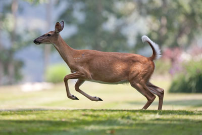 Garden Fences: How to Keep Deer Out of the Garden Image